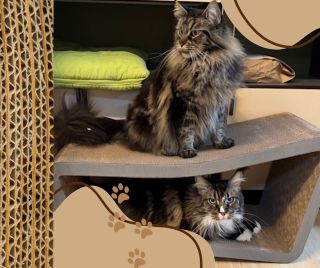 Škrabadlo LOFT je vhodné nejen pro jednu kočičku ❤️ . . . #skrabadloprokocky #ekomazlicek #kartonoveskrabadlo #ceskavyroba...