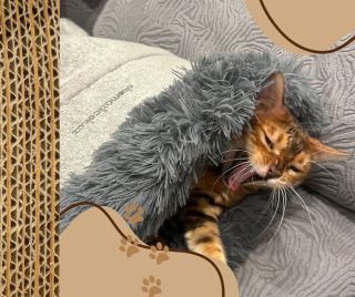 Krásné a ospalé nedělní dopoledne ❤️ . . . #skrabadloprokocky #ekomazlicek #kartonoveskrabadlo #ceskavyroba #kocicilaska...